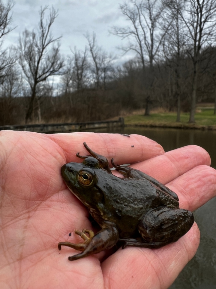 American Bullfrog